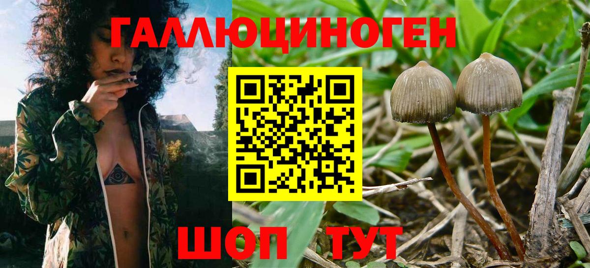 Псилоцибиновые грибы мицелий Славгород